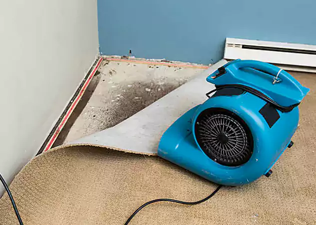 Your Water Damage Experts in East Ellijay, GA