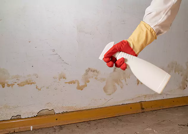 Your Water Restoration and Mold Remediation Specialists in East Ellijay, GA