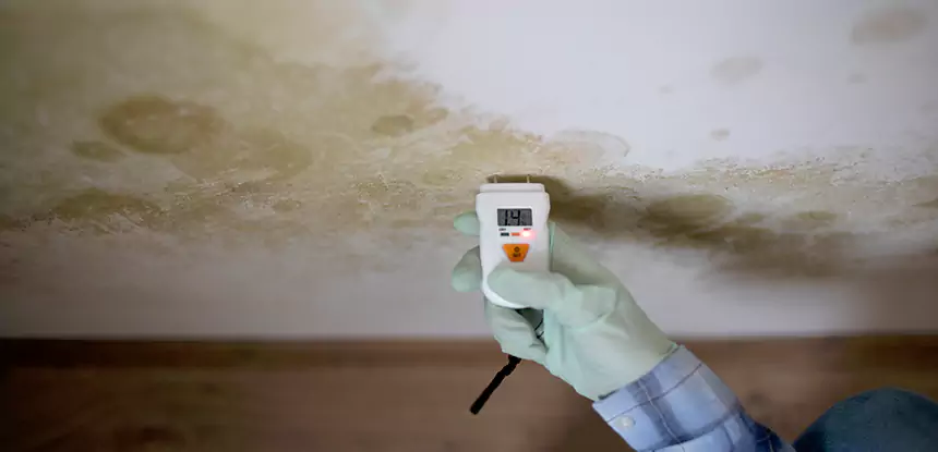 Emergency Mold Remediation in East Ellijay