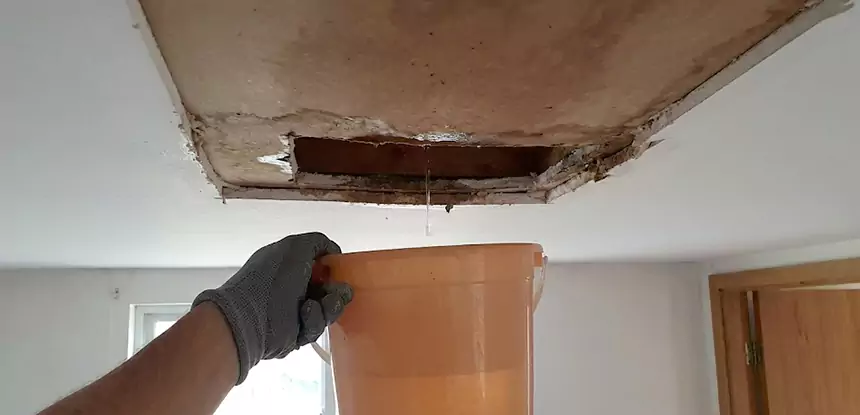 Ceiling Mold Repair East Ellijay 